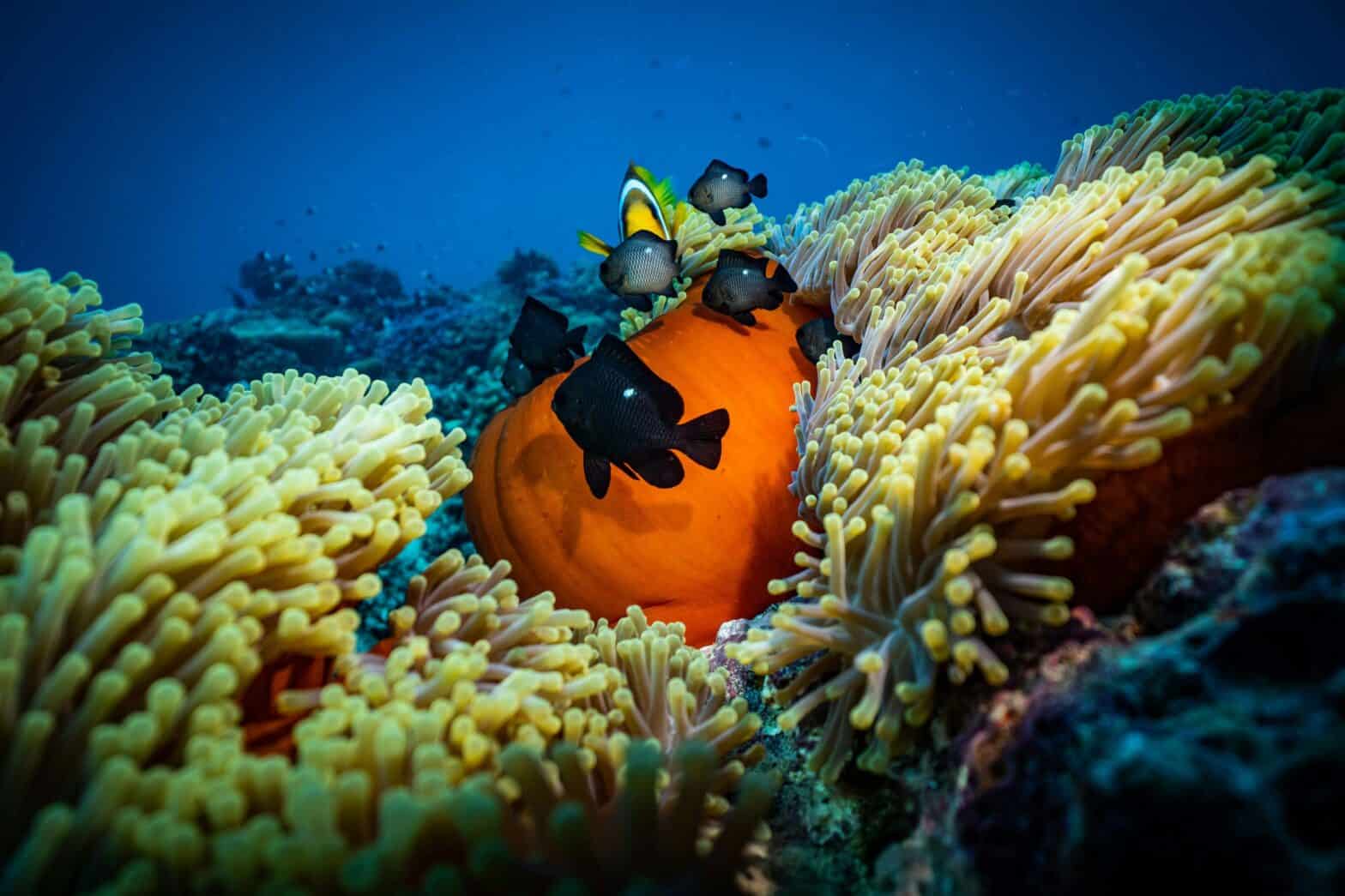 Jeddah's marine life